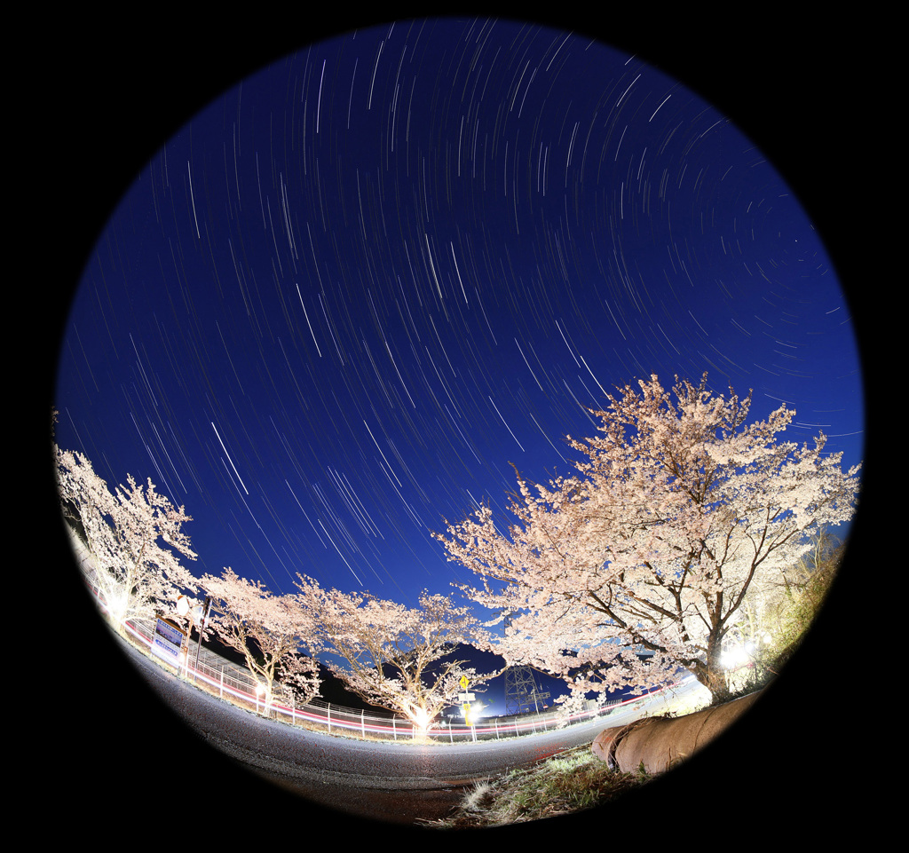 豊房の桜と沈む冬の星座