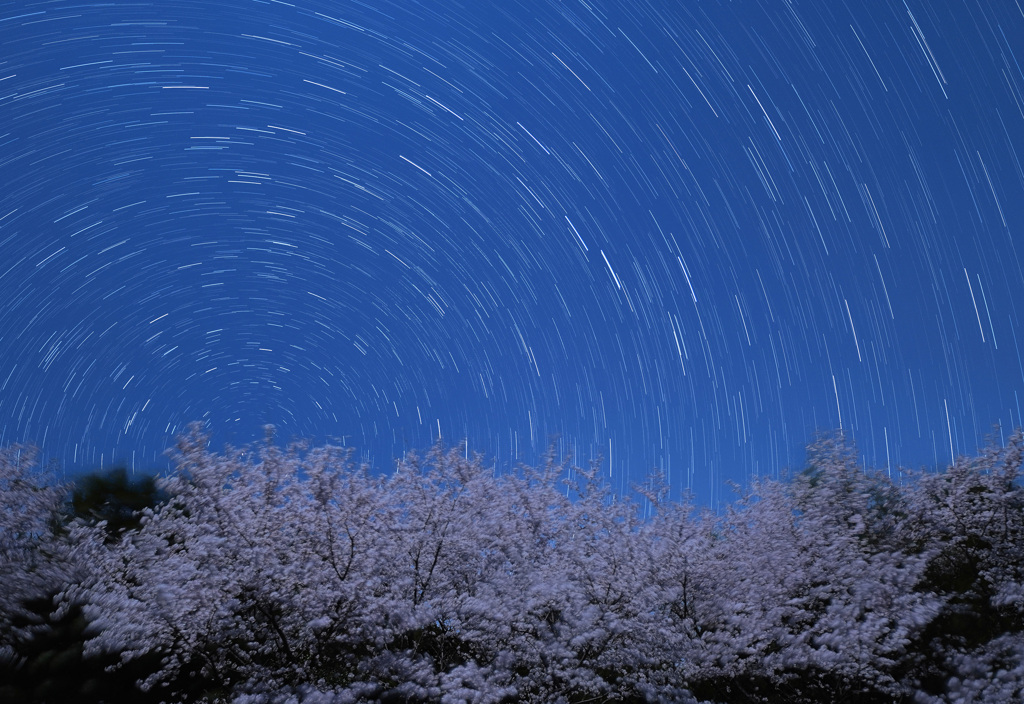 月夜の桜と北斗七星