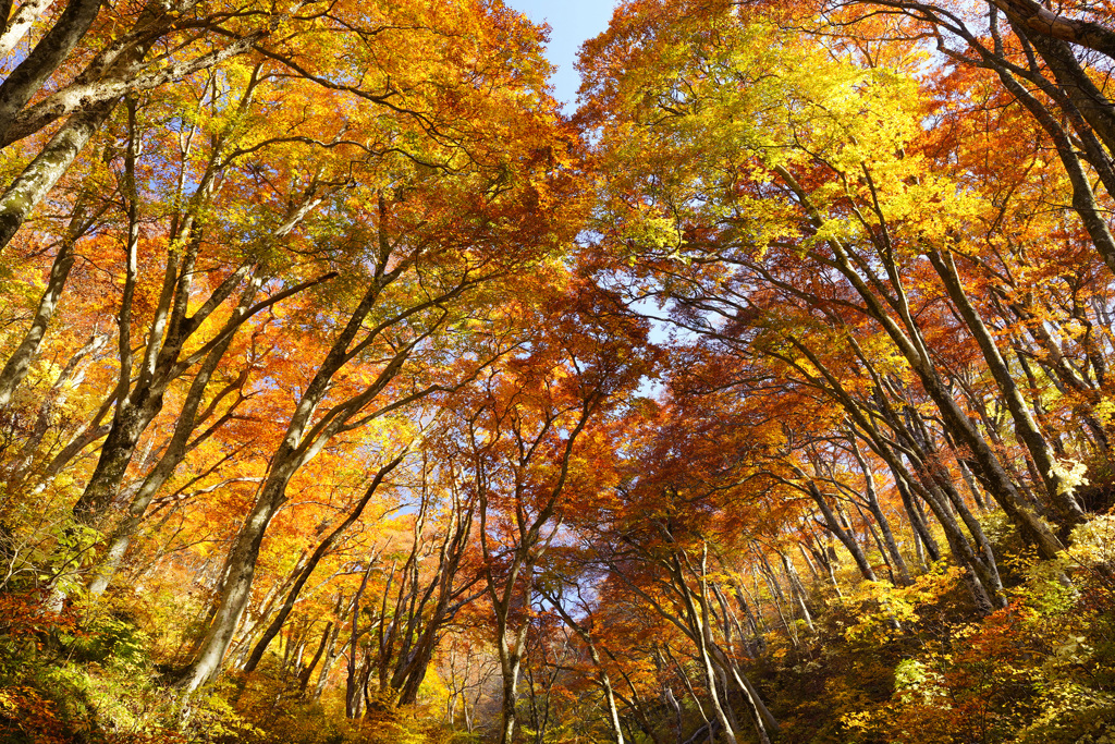 2023.11.3 大山紅葉