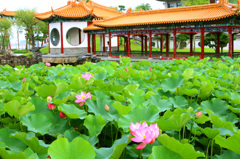 燕趙園蓮池