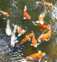 大宮池の鯉