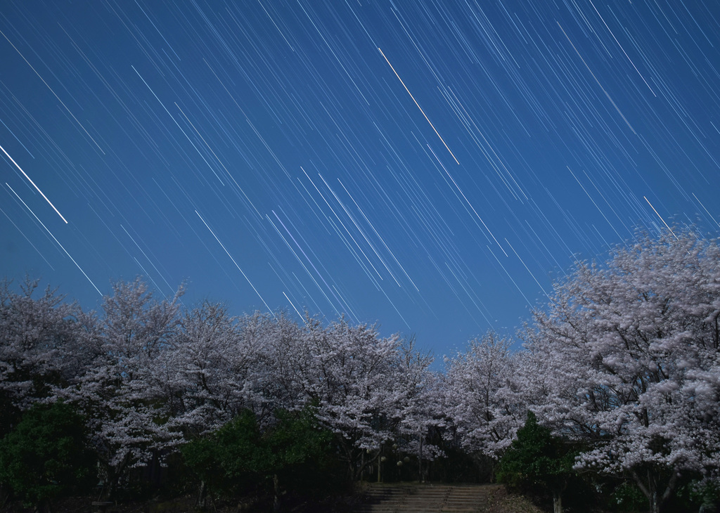 月夜の桜とオリオン座