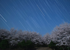 月夜の桜とオリオン座