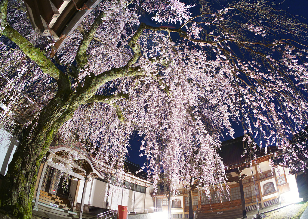極楽寺の枝垂れ桜