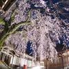 極楽寺の枝垂れ桜