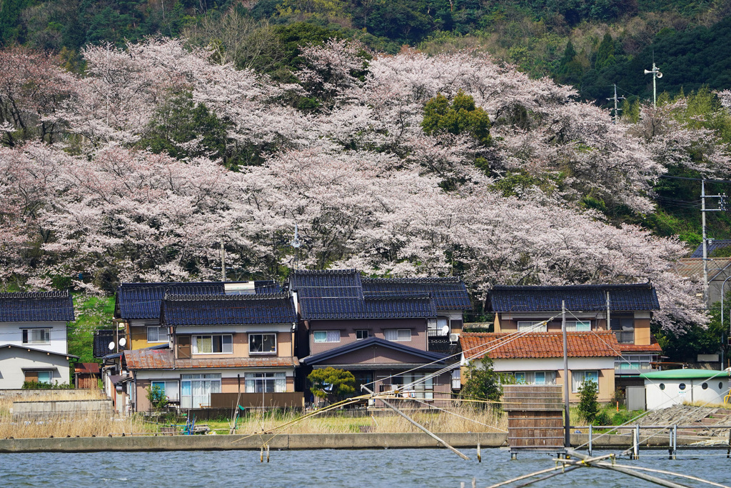 春の東郷湖畔