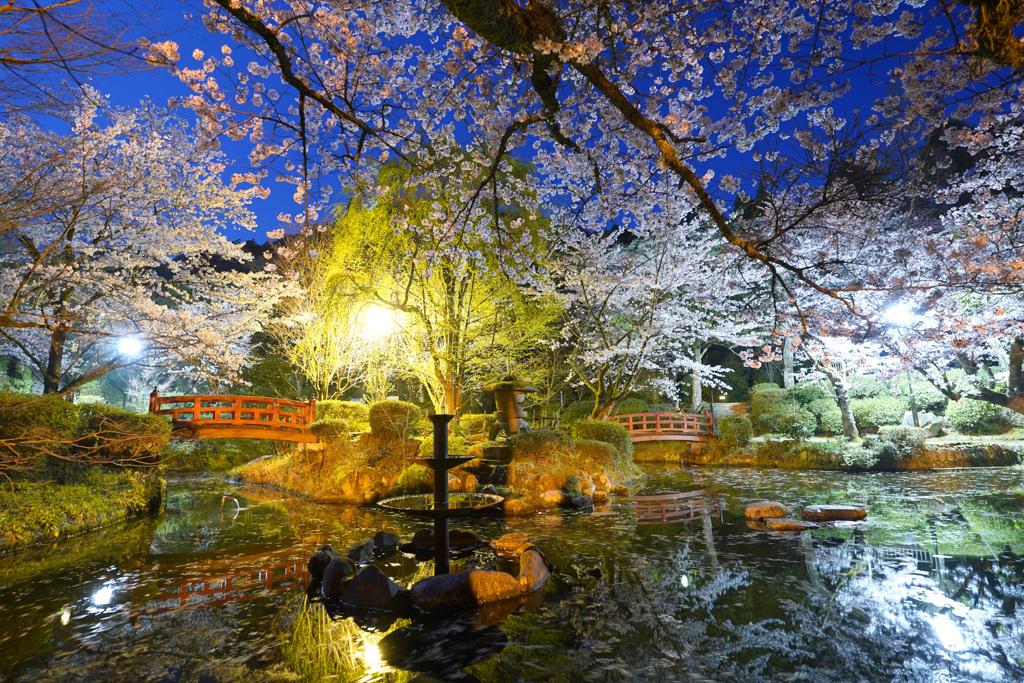 打吹公園夜桜