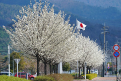 倉吉未来中心の春