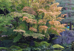 紅葉の由志園