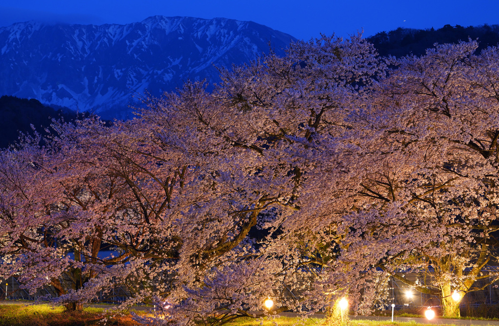 大山と豊房の桜