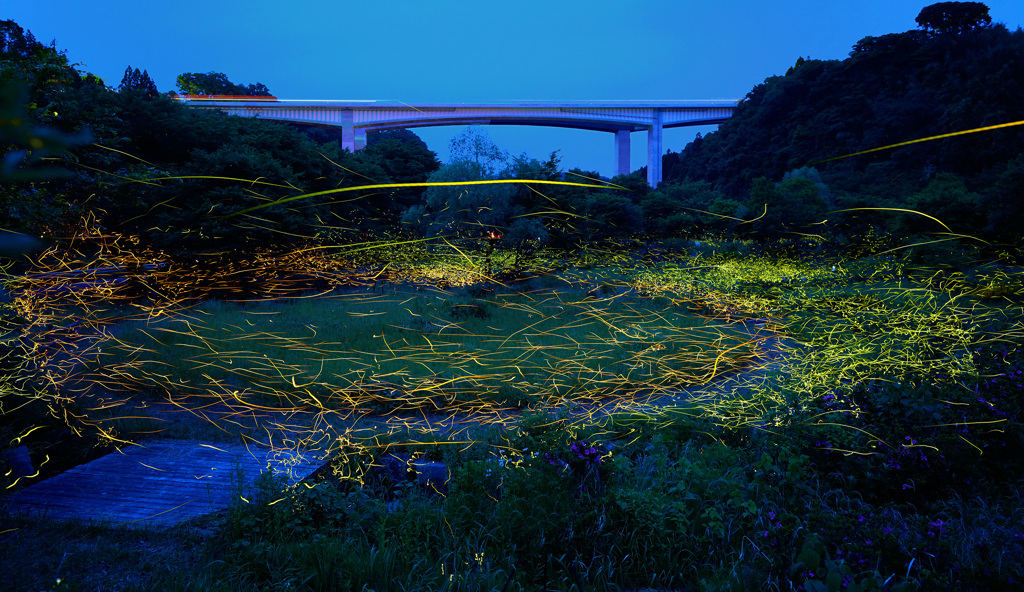 せせらぎ公園の夜
