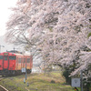 大岩駅の桜とタラコ列車