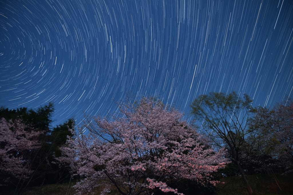 月夜の桜と春の星座