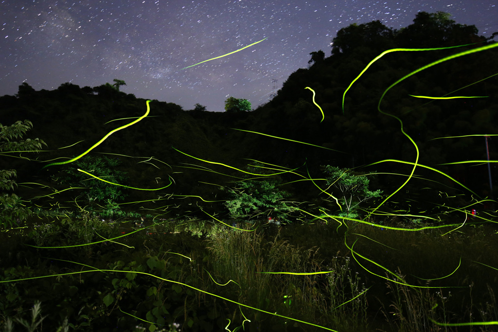 せせらぎ公園のゲンジボタル