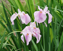 花菖蒲
