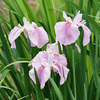 花菖蒲