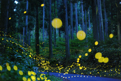 大山山麓のヒメボタル
