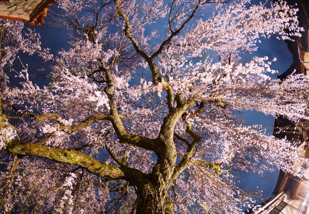 極楽寺の枝垂れ桜