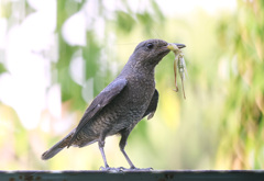 イソヒヨドリの餌取り