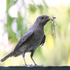 イソヒヨドリの餌取り