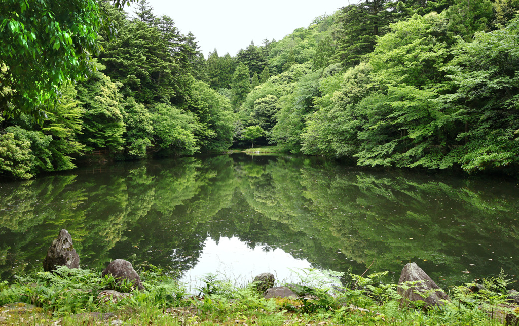 新緑の大宮池