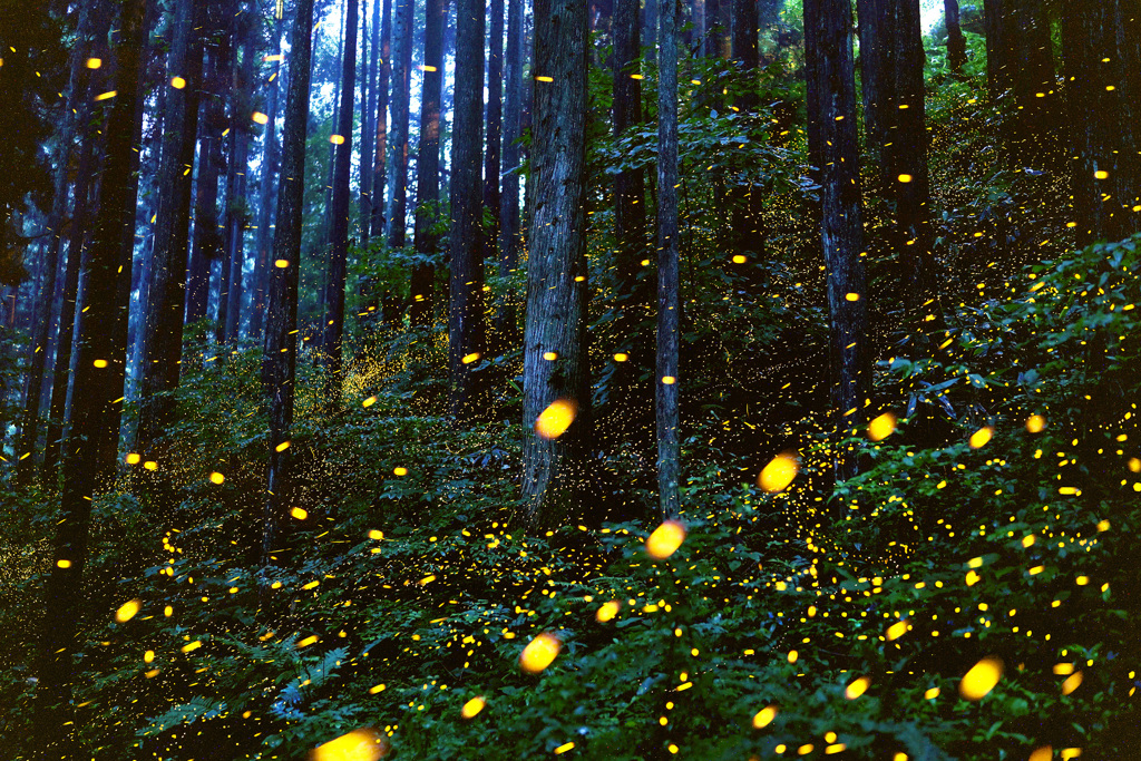 ヒメボタルの森