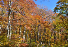 錦秋の大山