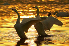 Golden Time