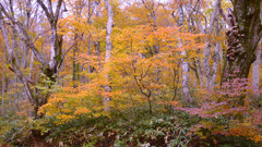大山三ノ沢紅葉
