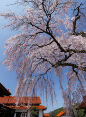 極楽寺のしだれ桜