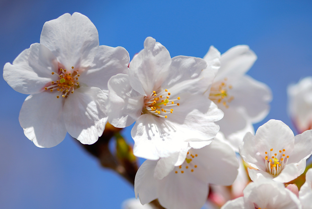 会下谷川の桜