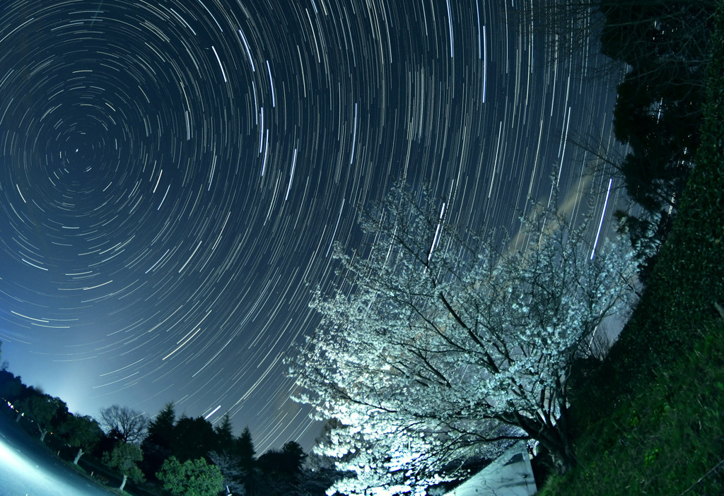 桜と昇る北斗七星