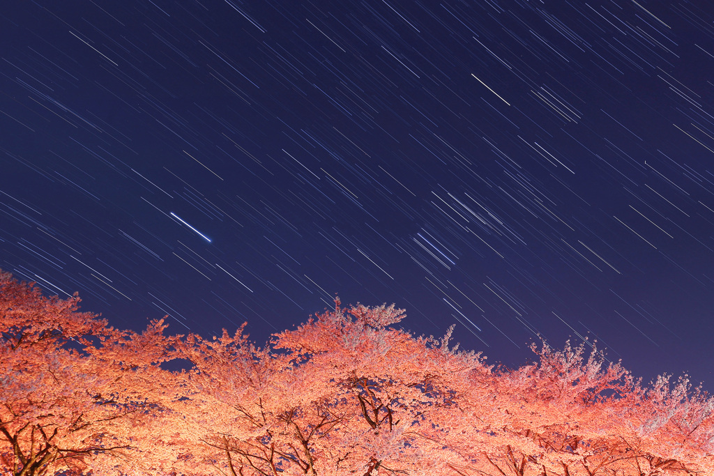 豊房の桜と沈むオリオン座・シリウス