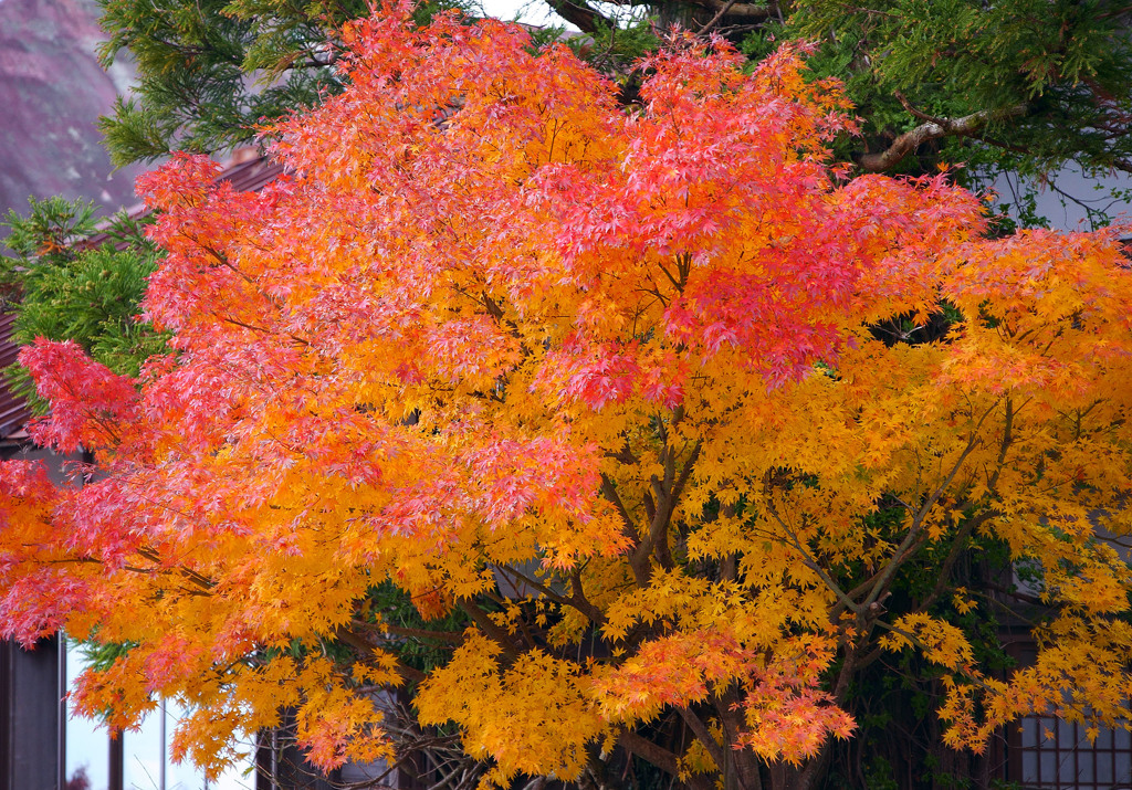 大山寺紅葉