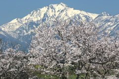 伯耆大山の春