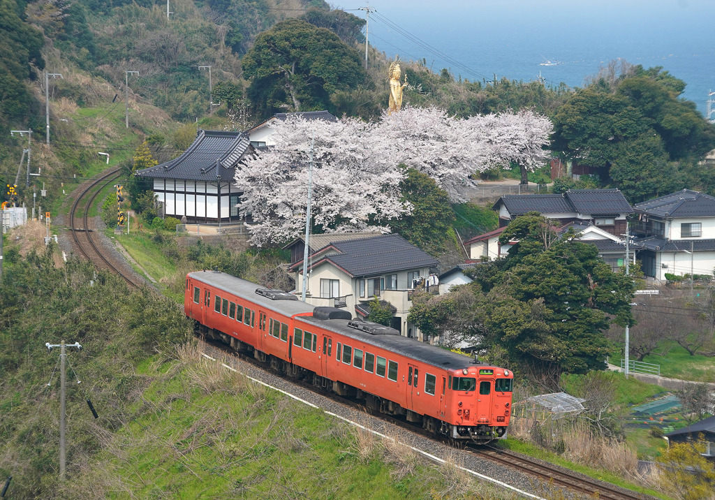 大宝寺の桜とタラコ列車