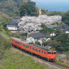 大宝寺の桜とタラコ列車