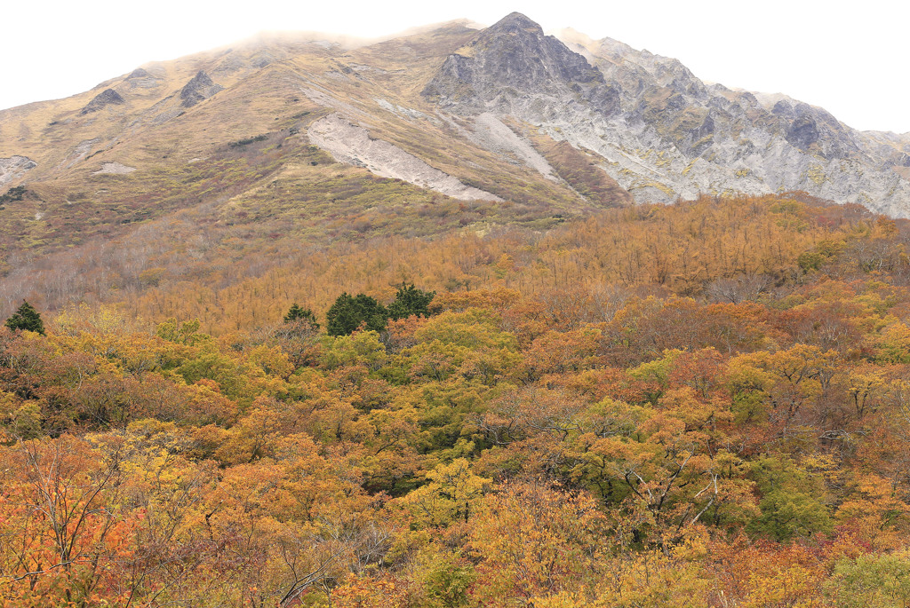 晩秋の大山一の沢