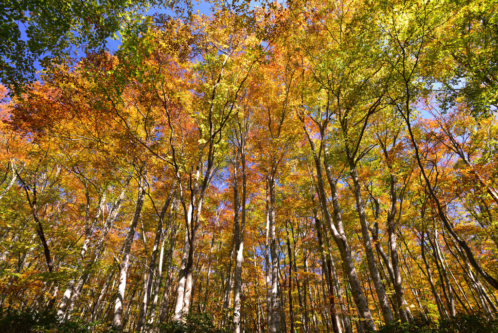 晩秋の大山紅葉