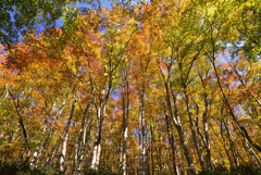 晩秋の大山紅葉