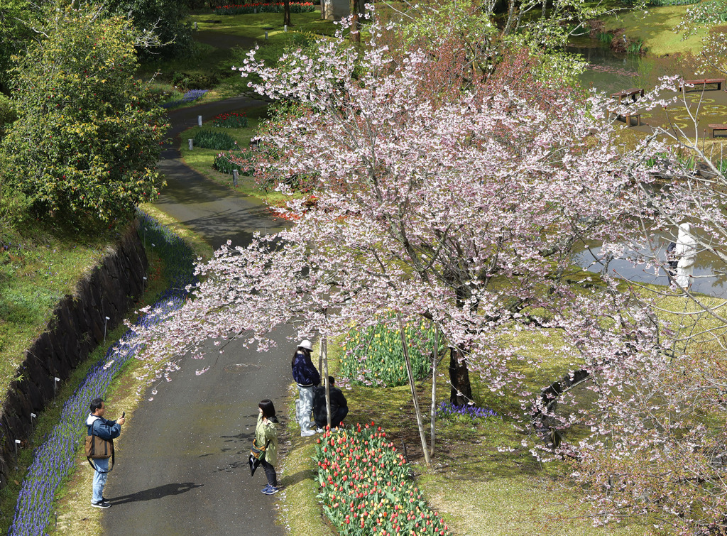 春の花回廊