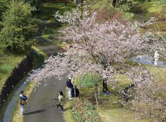 春の花回廊