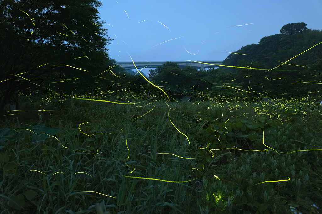 せせらぎ公園の夜
