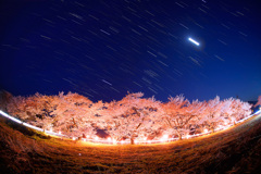 豊房の桜と沈む冬の星座・月