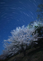 月夜の桜と北斗七星