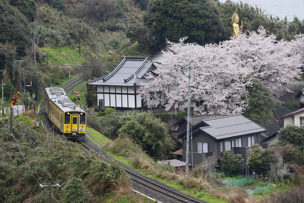 大宝寺の桜とコナン列車
