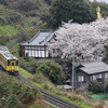 大宝寺の桜とコナン列車