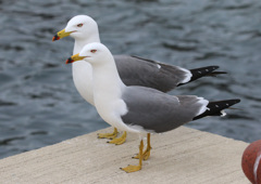 日御碕のウミネコ