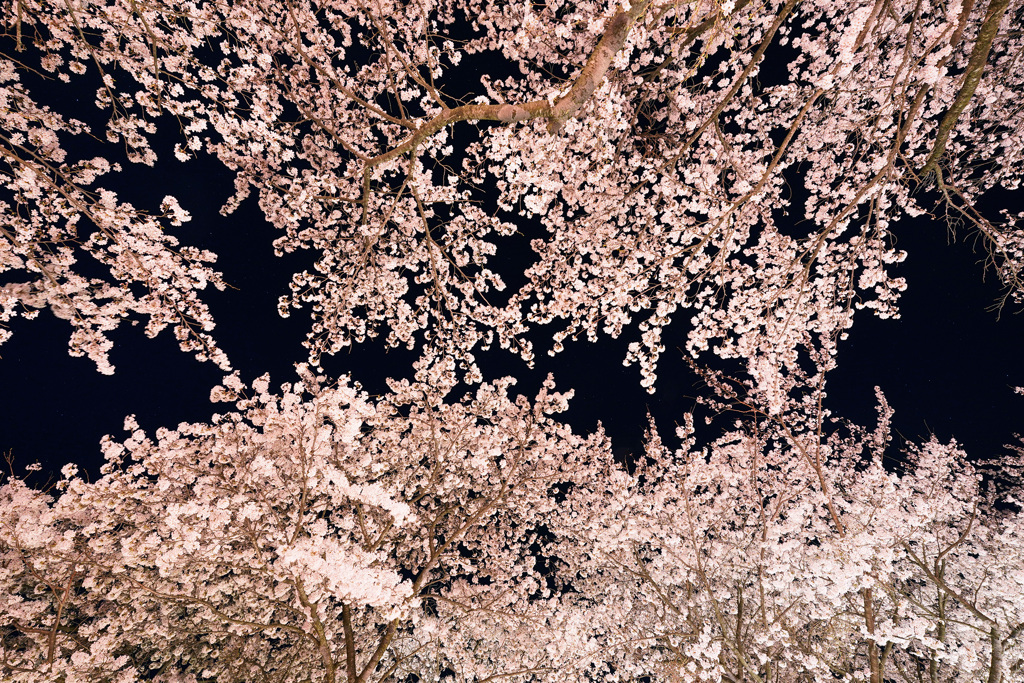 大山町豊房の桜