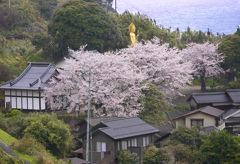 大宝寺の桜と黄金仏